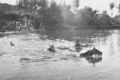 1918-agosto-Passaggio-a-nuoto-del-fiume-Bacchiglione-VI-1